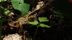 Epirrhoe plebeculata