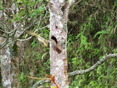 Myiodynastes maculatus