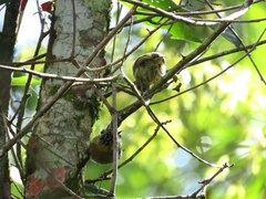 Picumnus olivaceus