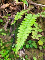 Athyrium anisopterum