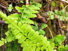 Athyrium anisopterum