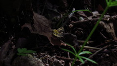 Epirrhoe plebeculata