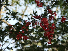 Pithecellobium unguis-cati