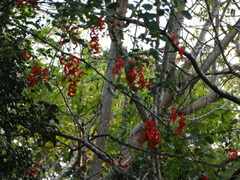 Pithecellobium unguis-cati