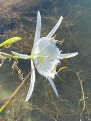 Hymenocallis coronaria