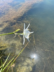 Hymenocallis coronaria