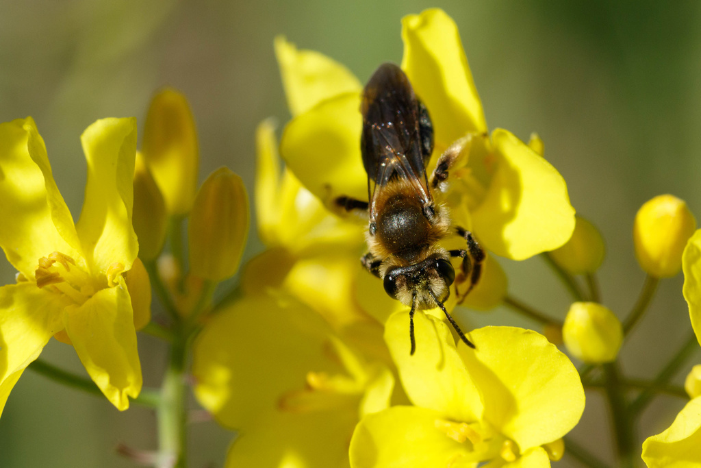 Perplexed Miner Bee