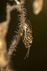 Halictus hesperus