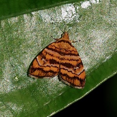 Choreutis amethystodes