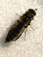 Sapyga centrata