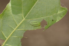 Heterogenea shurtleffi