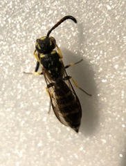 Sapyga centrata