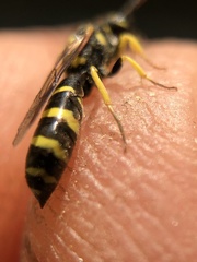 Sapyga centrata