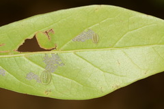 Heterogenea shurtleffi