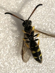 Sapyga centrata