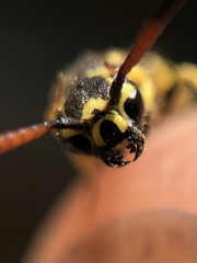 Sapyga centrata
