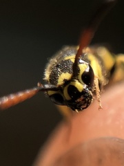 Sapyga centrata