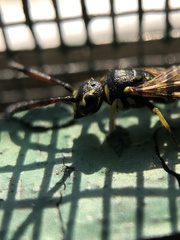 Sapyga centrata