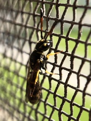 Sapyga centrata