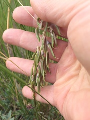 Astragalus bisulcatus