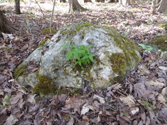 Polygonatum pubescens