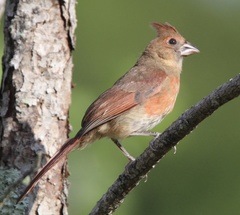 Cardinalis cardinalis image