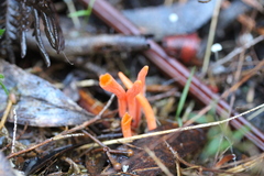 Clavulinopsis sulcata