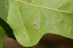 Heterogenea shurtleffi