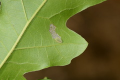 Heterogenea shurtleffi