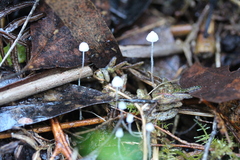 Mycena albidocapillaris