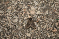Ocneria atlantica