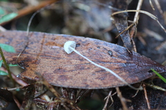 Mycena albidocapillaris