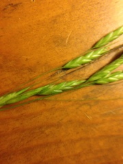 Bromus arvensis