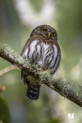 Glaucidium sanchezi