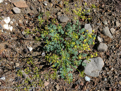 Lomatium martindalei