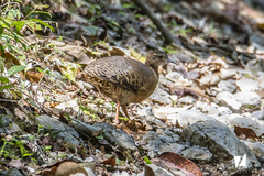 Crypturellus cinnamomeus