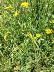Bromus arvensis