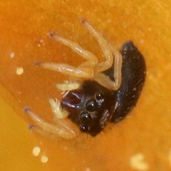 Phidippus apacheanus