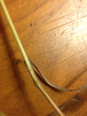 Bromus arvensis