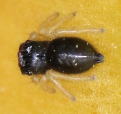 Phidippus apacheanus