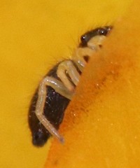 Phidippus apacheanus