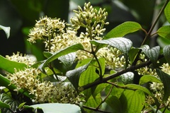 Cornus excelsa