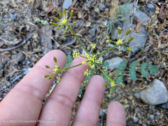 Lomatium martindalei
