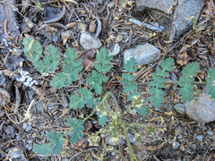 Lomatium martindalei