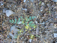 Lomatium martindalei