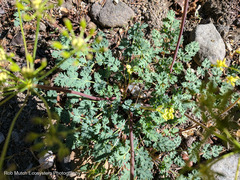 Lomatium martindalei