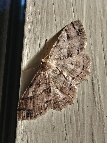 Signate Melanolophia Moth photo 6