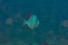 Pseudobalistes flavimarginatus