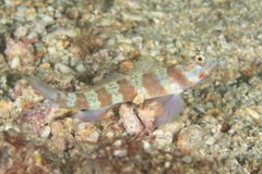 Amblyeleotris periophthalmus