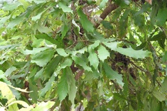 Quercus lancifolia